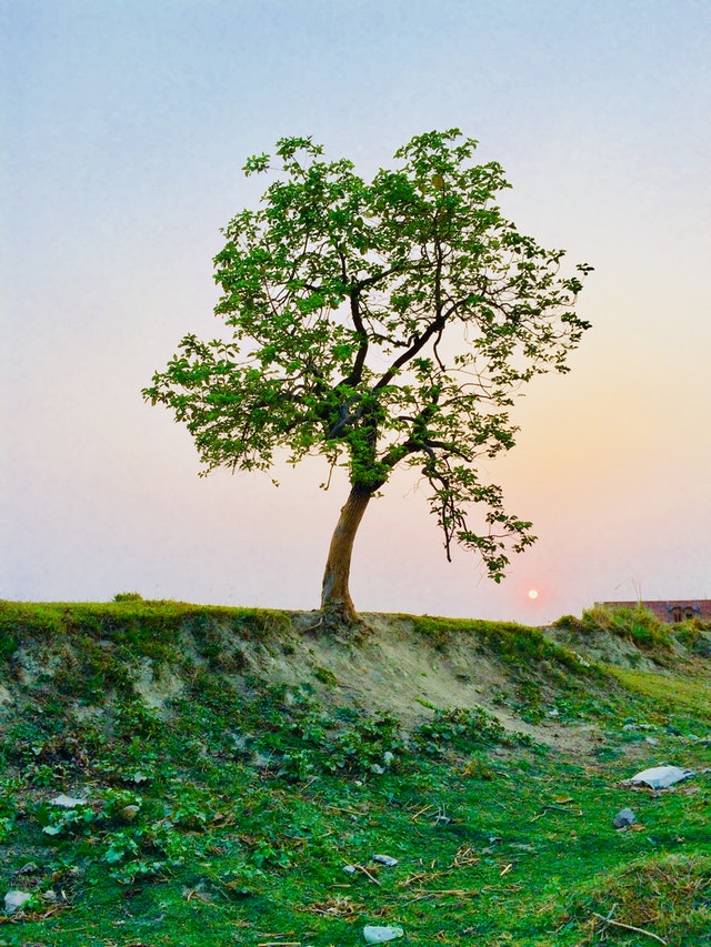 pexels-yugal-srivastava-1067333 pexels-yugal-srivastava-1067333